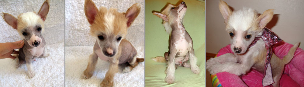 Chinese Crested Puppies in California