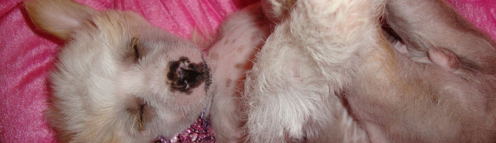 Chinese Crested Puppies in California