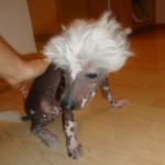 Hairless Chinese Crested Male