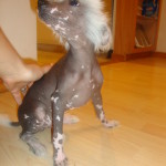 hairless Chinese crested male