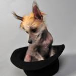 Chinese Crested Hairless Male