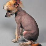 Chinese Crested Hairless Male