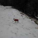 Ozy Likes Snow