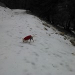 chinese crested Ozy on Snow image